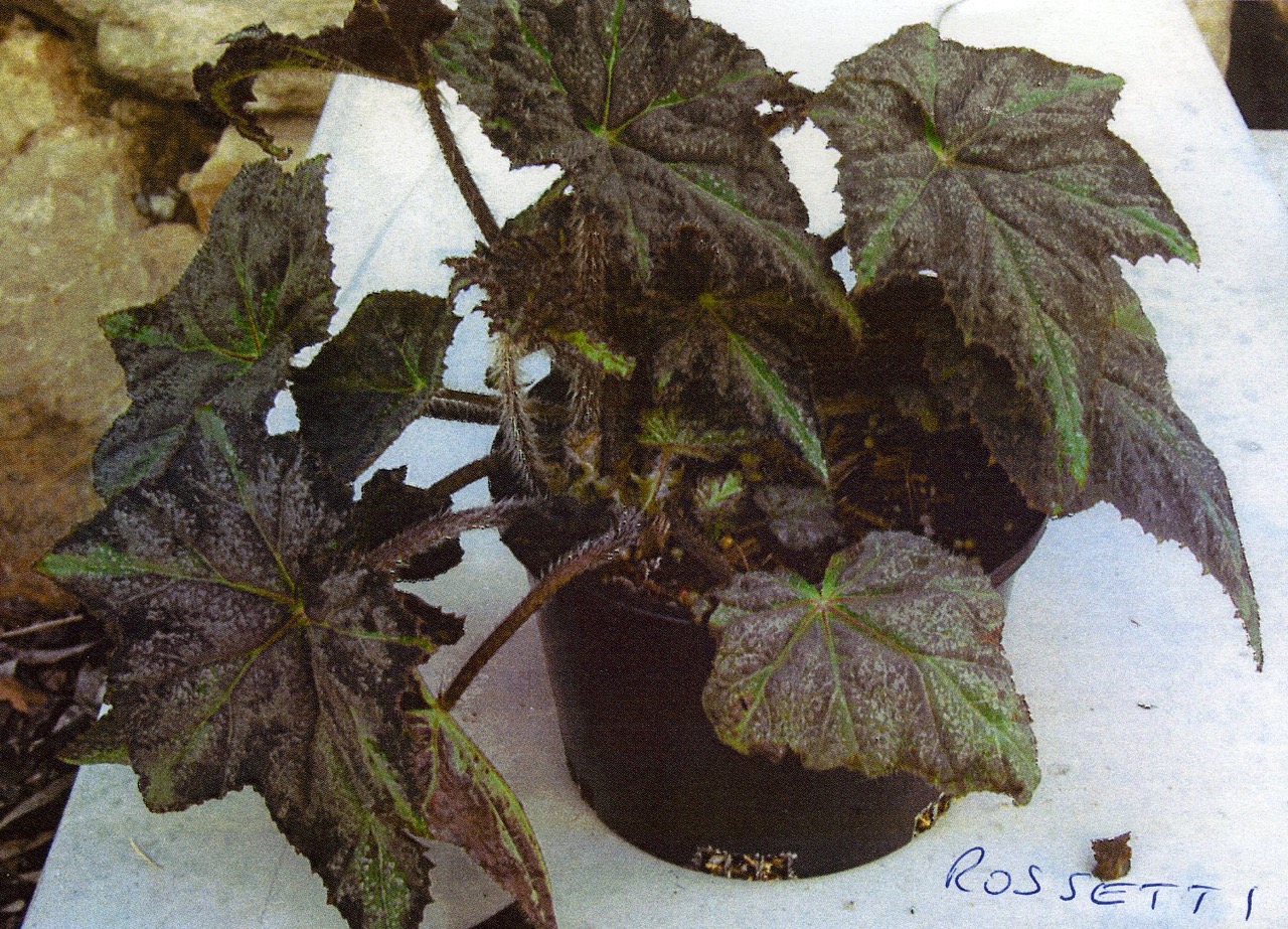 B. ‘Rossetti’
